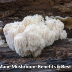 Lion's Mane Mushroom: 3 Supplement Brands Worth Trying